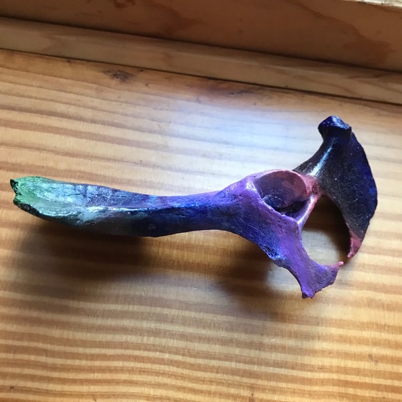 Rainbow pelvic bone - Picture 2 of 4